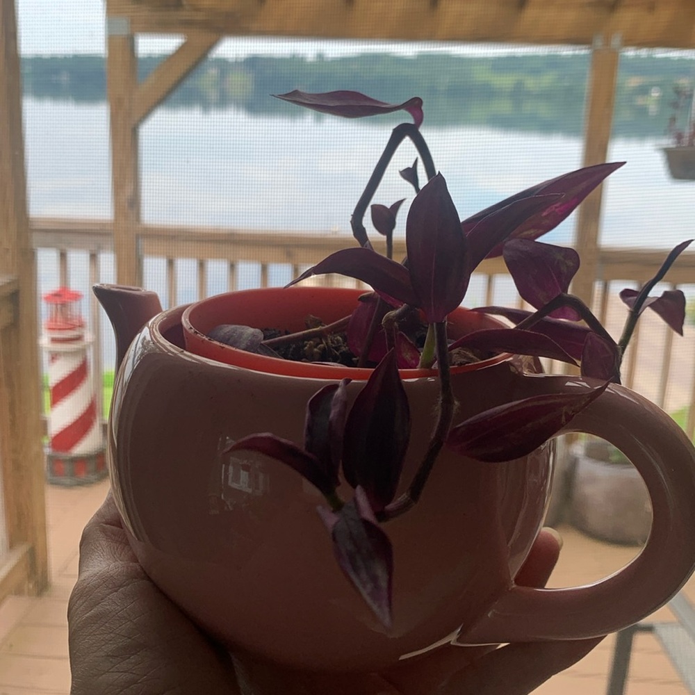 Tradescantia (wandering dude) cuttings